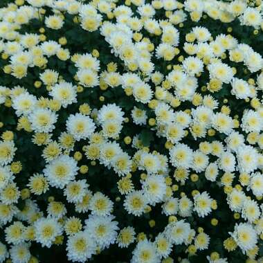 Chrysanthemum