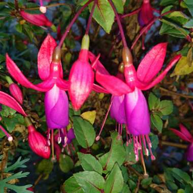 Fuchsia (Half Hardy)