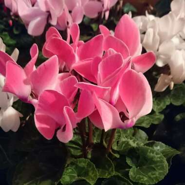 Cyclamen