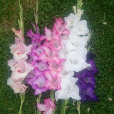 Gladiolus