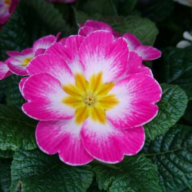 Primula