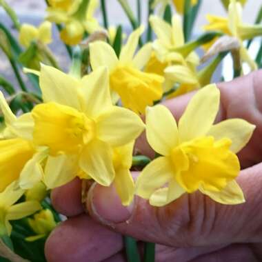 Narcissus 'Tête-à-Tête'