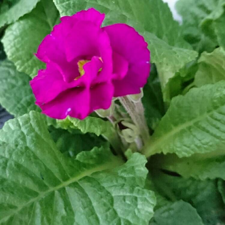 Plant image Primula acaulis 'Primlet Lavender Shades'