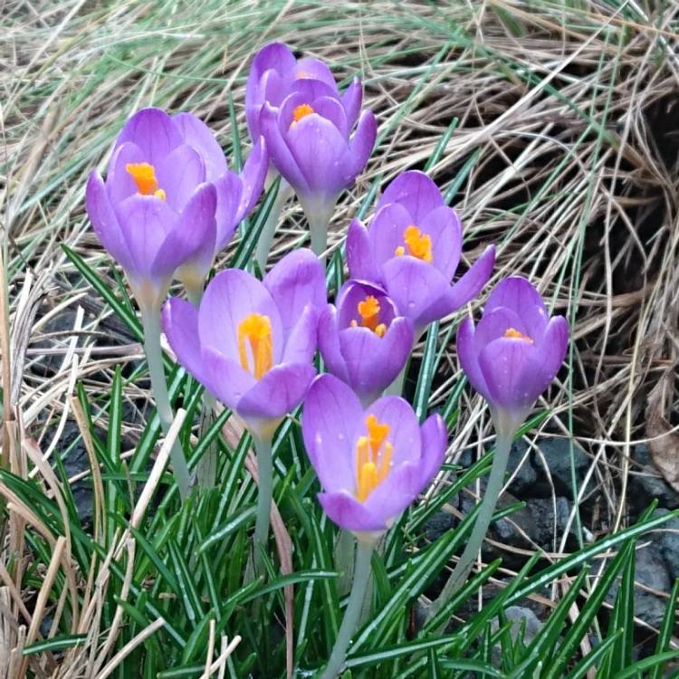 Plant image Crocus