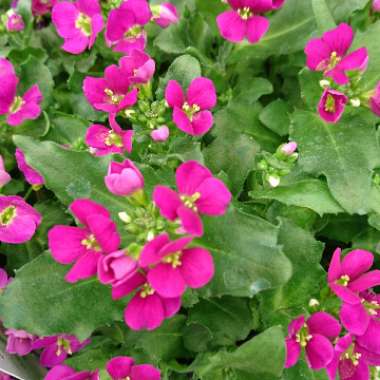 Arabis alpina subsp. caucasica 'Little Treasure Deep Rose'