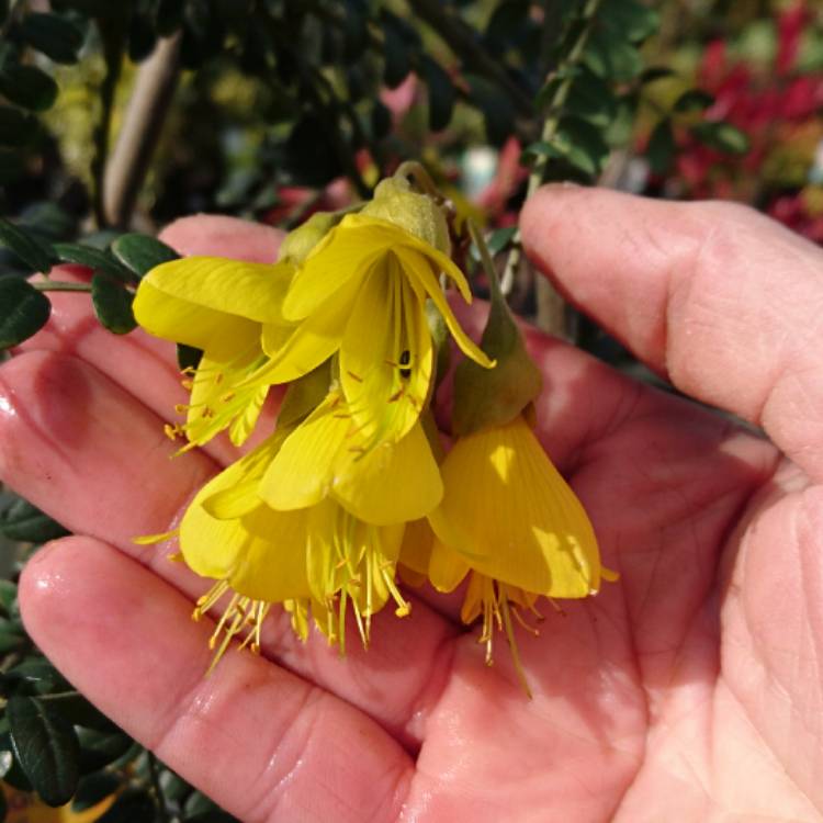 Plant image Sophora microphylla 'Sun King'