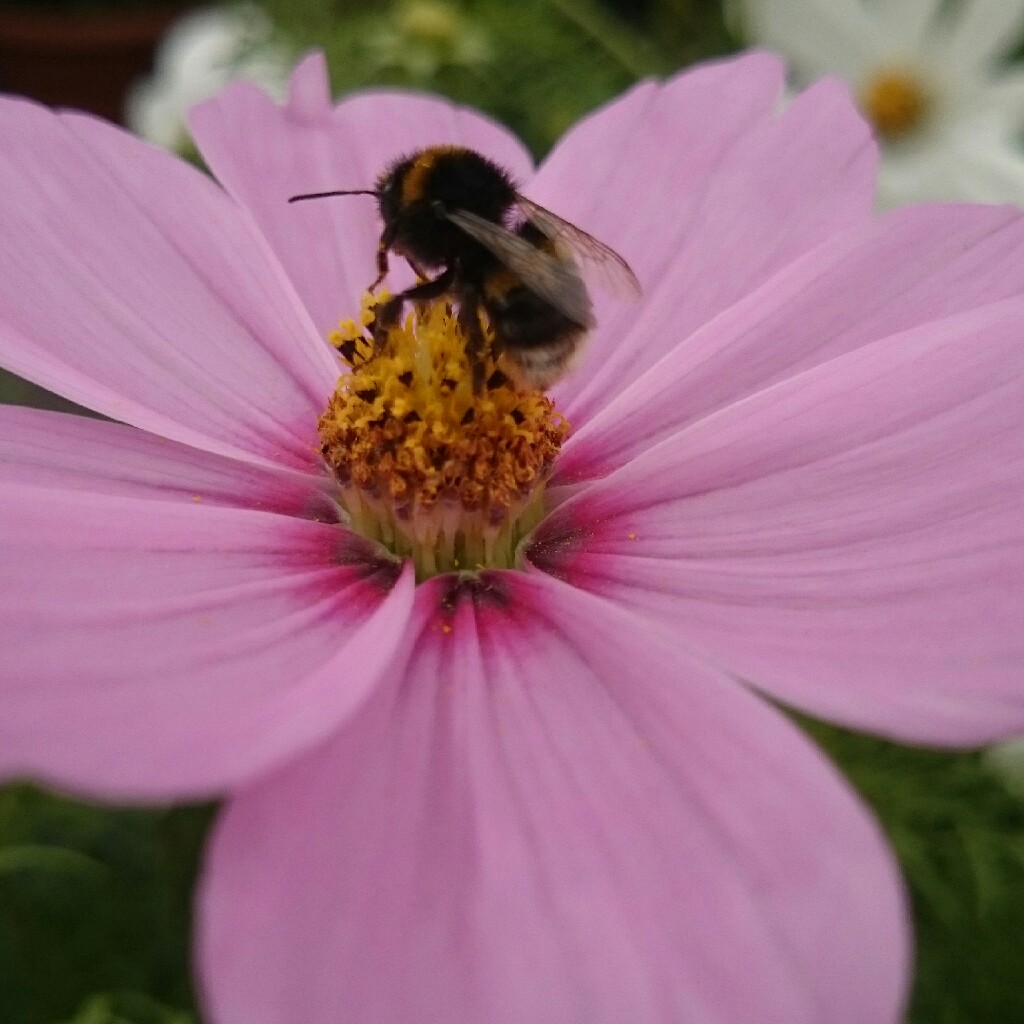 Plant image Cosmos Bipinnatus 'Sensation ' (Mixed)