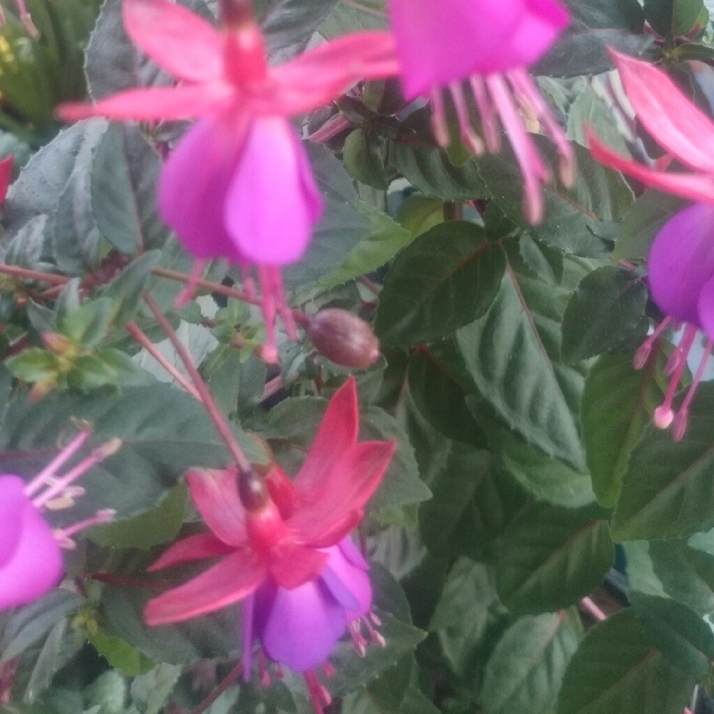 Fuchsia (Tender)