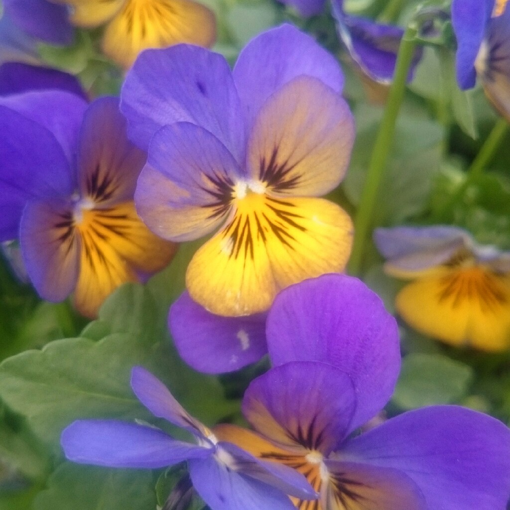 Viola cornuta 'Rocky Mickey'