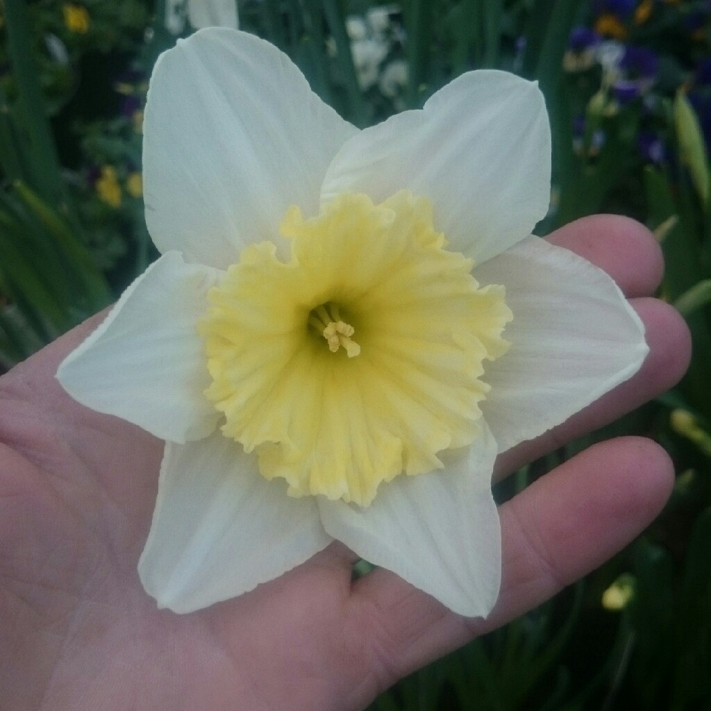 Plant image Narcissus 'Ice Follies'