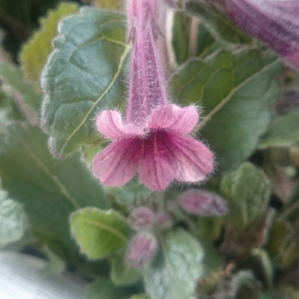 Rehmannia elata