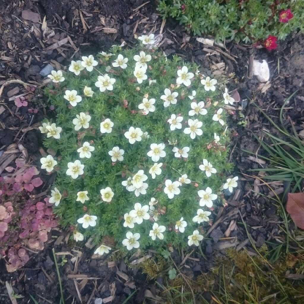 Plant image Saxifraga 'Peter Pan'