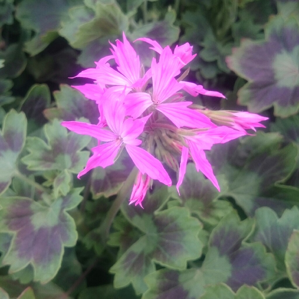 Pelargonium