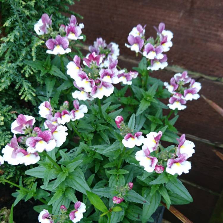 Plant image Nemesia 'Berrie White'