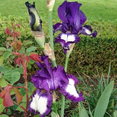 Iris x germanica