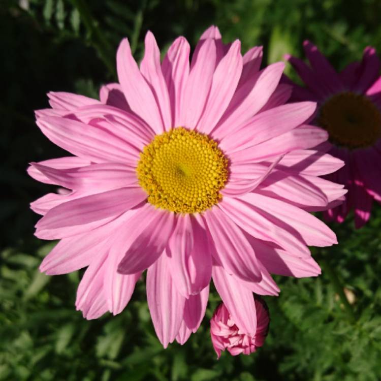 Plant image Osteospermum