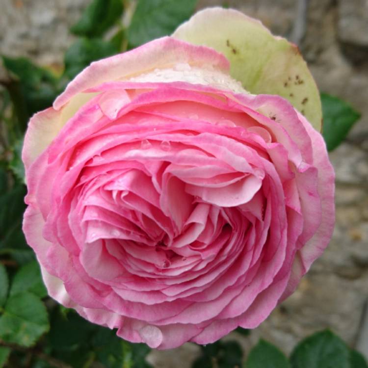 Plant image Rosa