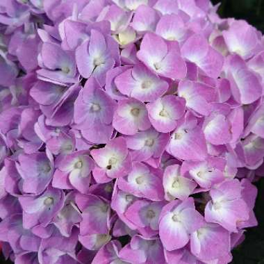 Hydrangea