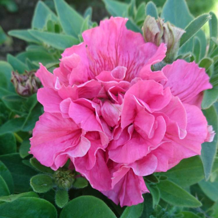 Plant image Petunia Double