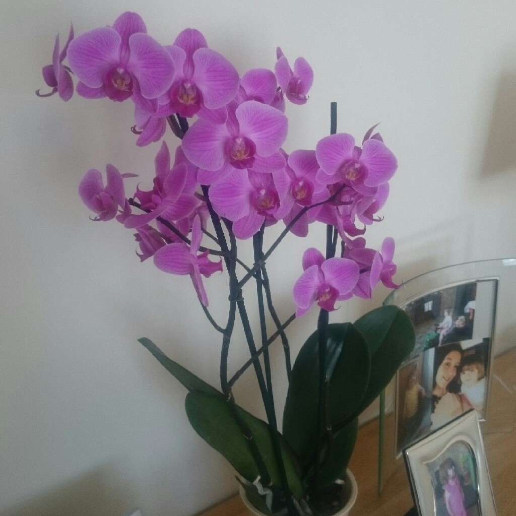 Phalaenopsis