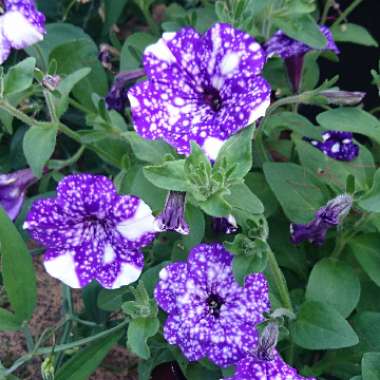 Petunia 'Kleph15313' syn. Petunia 'Night Sky', Petunia 'Headliner Night Sky'