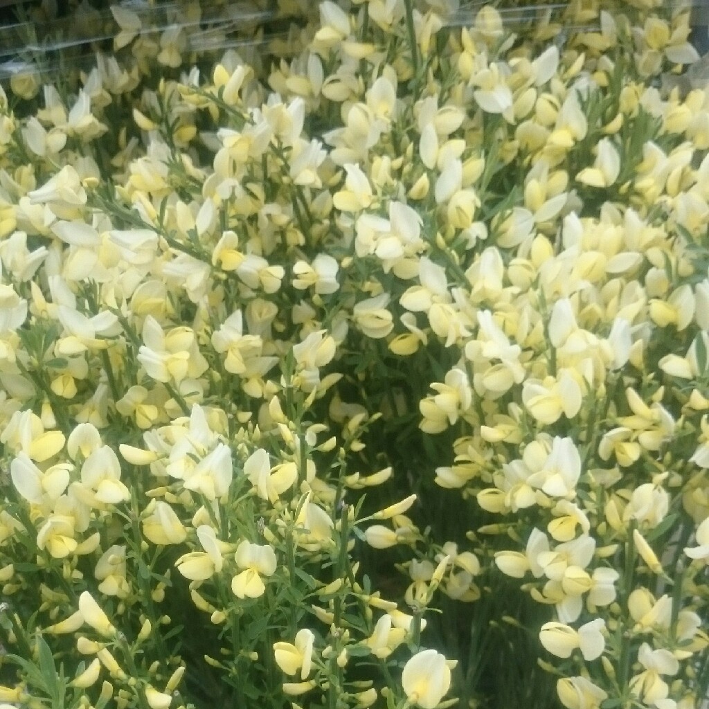 Plant image Cytisus 'Luna'