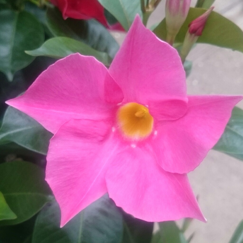 Plant image Mandevilla Sanderi syn. Dipladenia 'Scarlet Pimpernel'