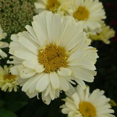 Leucanthemum