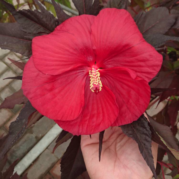 Plant image Hibiscus rosa-sinensis 'Red Giant'