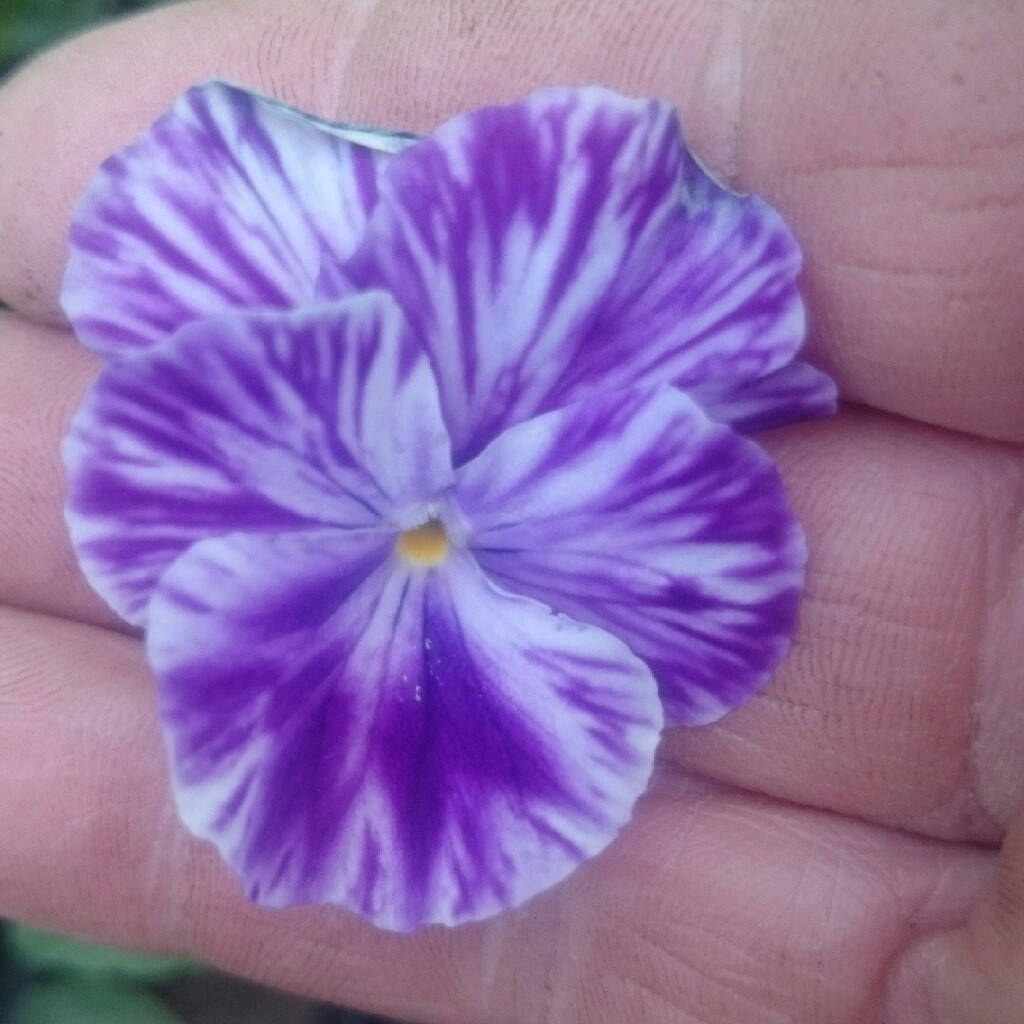 Plant image Viola cornuta 'Rocky Mickey'