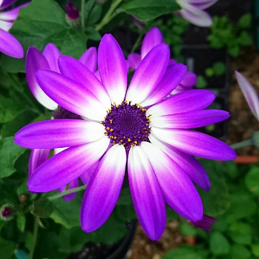 Plant image Pericallis x hybrida 'Sunseneribuba' (Senetti Series) syn. Pericallis 'Senetti Blue Bicolor'