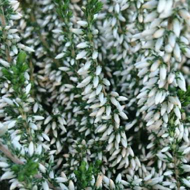 Calluna vulgaris