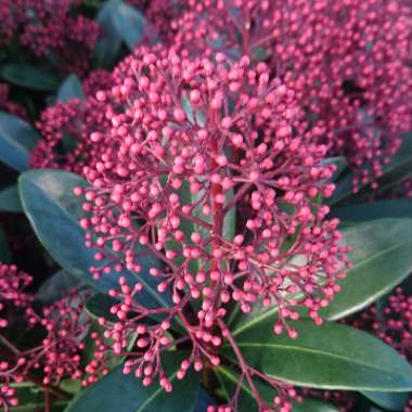 Skimmia japonica