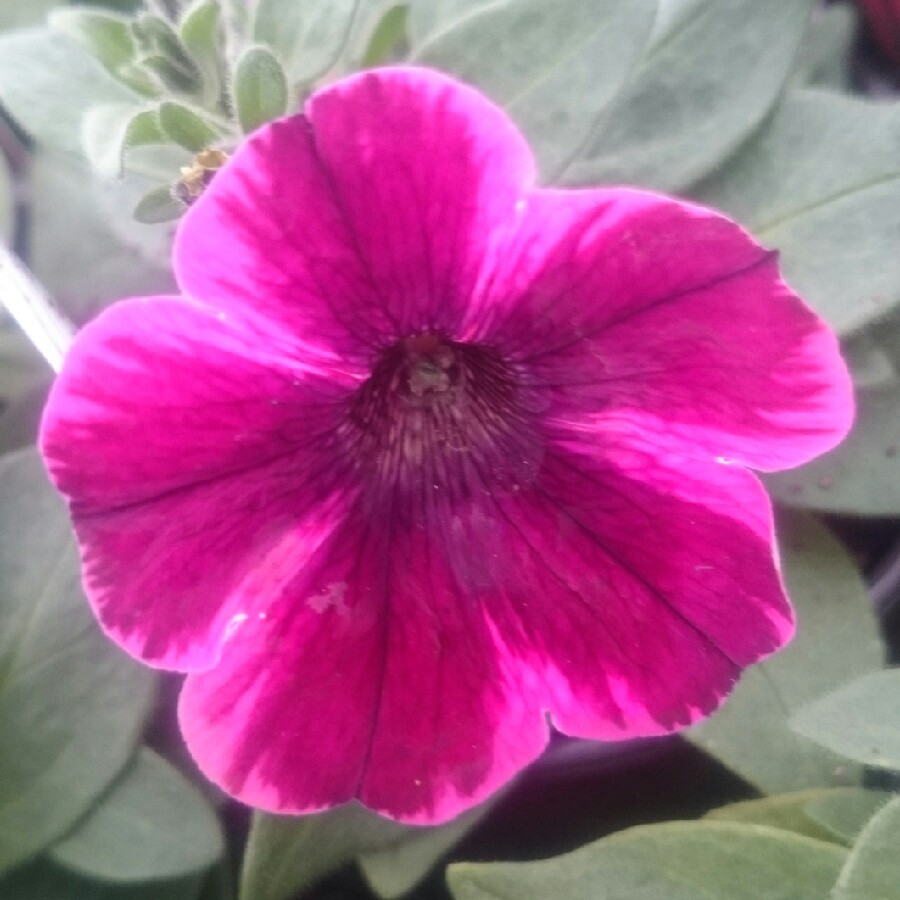 Plant image Petunia 'Suzie Storm'