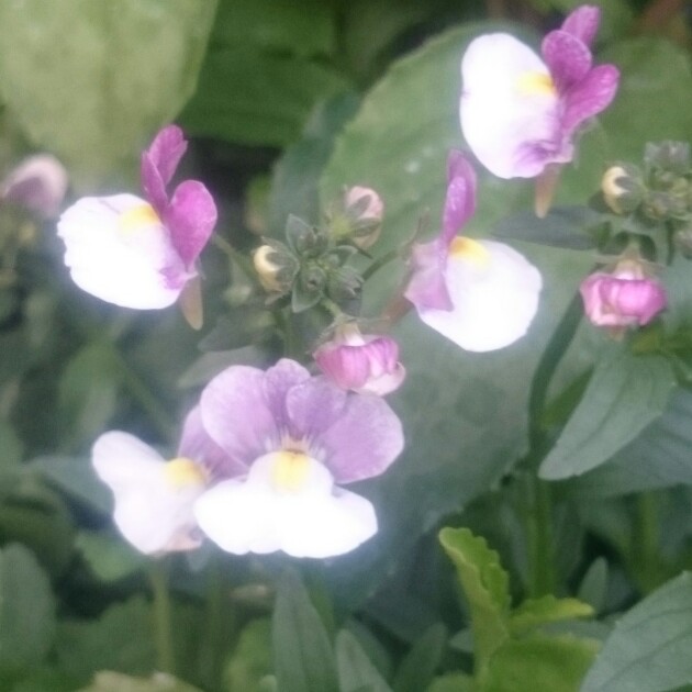 Plant image Nemesia 'Berries And Cream'