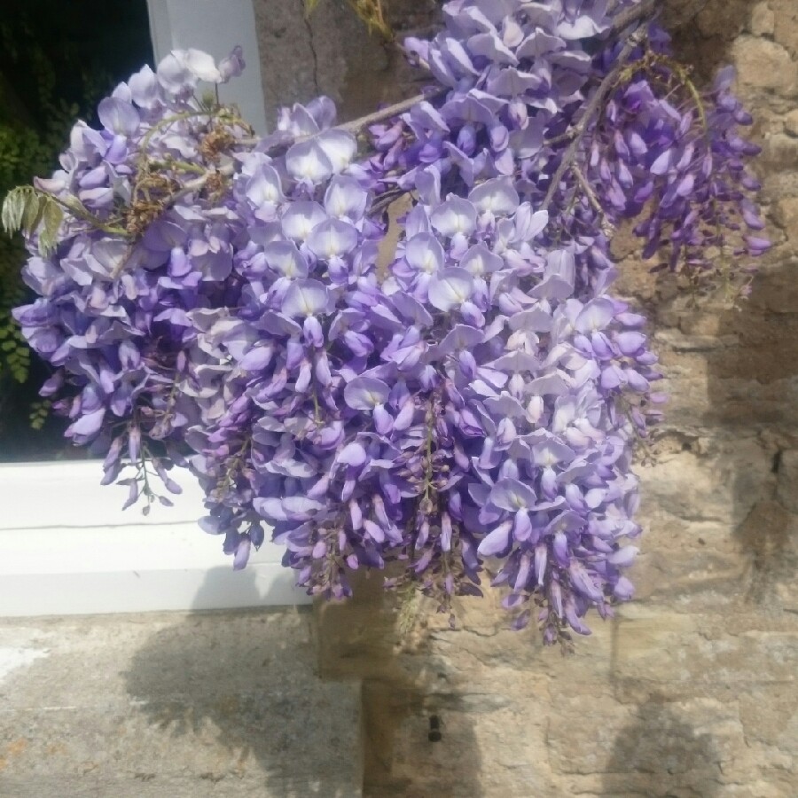 Wisteria sinensis 'Alba'