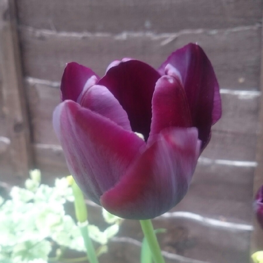 Plant image Tulipa 'Queen of Night'