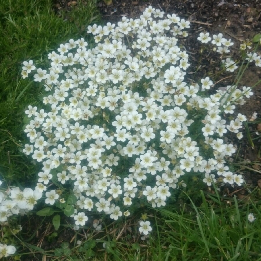 Plant image Saxifraga 'White Pixie'