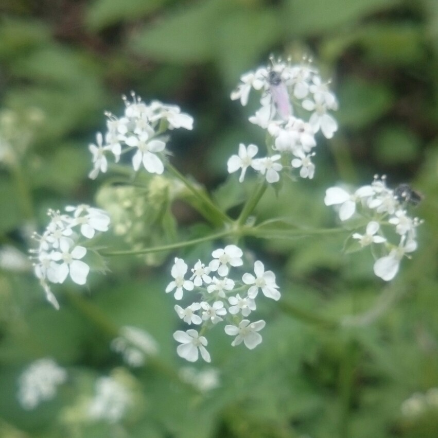 Plant image Anthriscus sylvestris