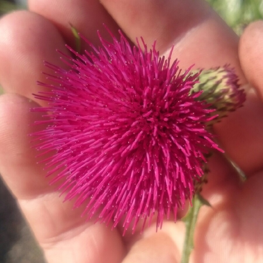 Plant image Cirsium rivulare 'Atropurpureum'