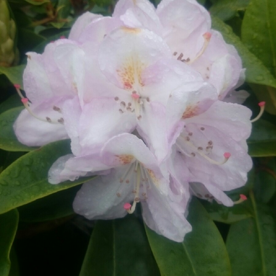 Rhododendron  (Rhododendron Varieties)