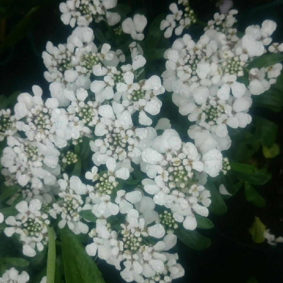 Plant image Iberis sempervirens 'Masterpiece'