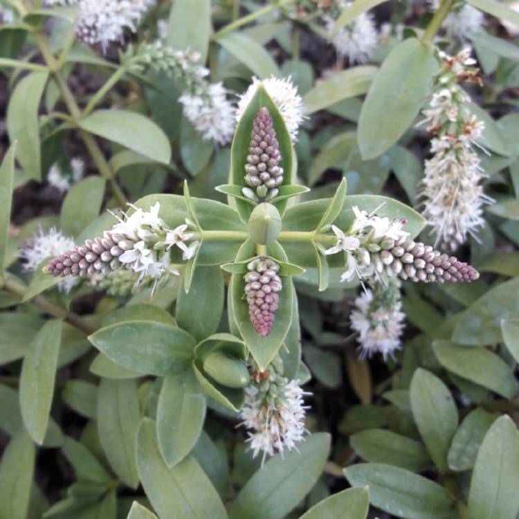 Plant image Hebe 'White Spritzer'