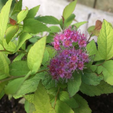 Spiraea 'Goldflame'