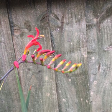 Montbretia 'Lucifer'