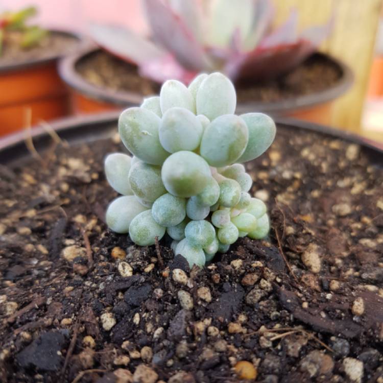 Plant image Pachyphytum machucae