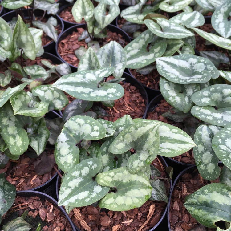 Plant image Asarum splendens syn. Asarum chingchengense