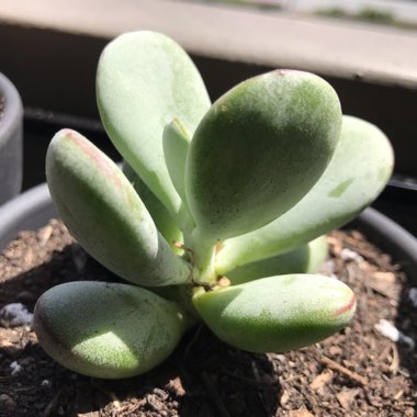 Cotyledon orbiculata var. 'Oophylla'