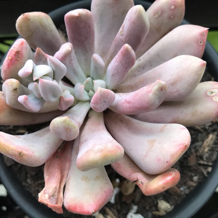 Plant image xGraptoveria Topsy Debbi