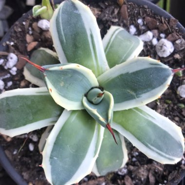 Agave parryi 'Cream spike'